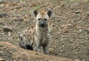 hyenapupsm.jpg